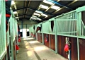 Stables after steaming cleaning